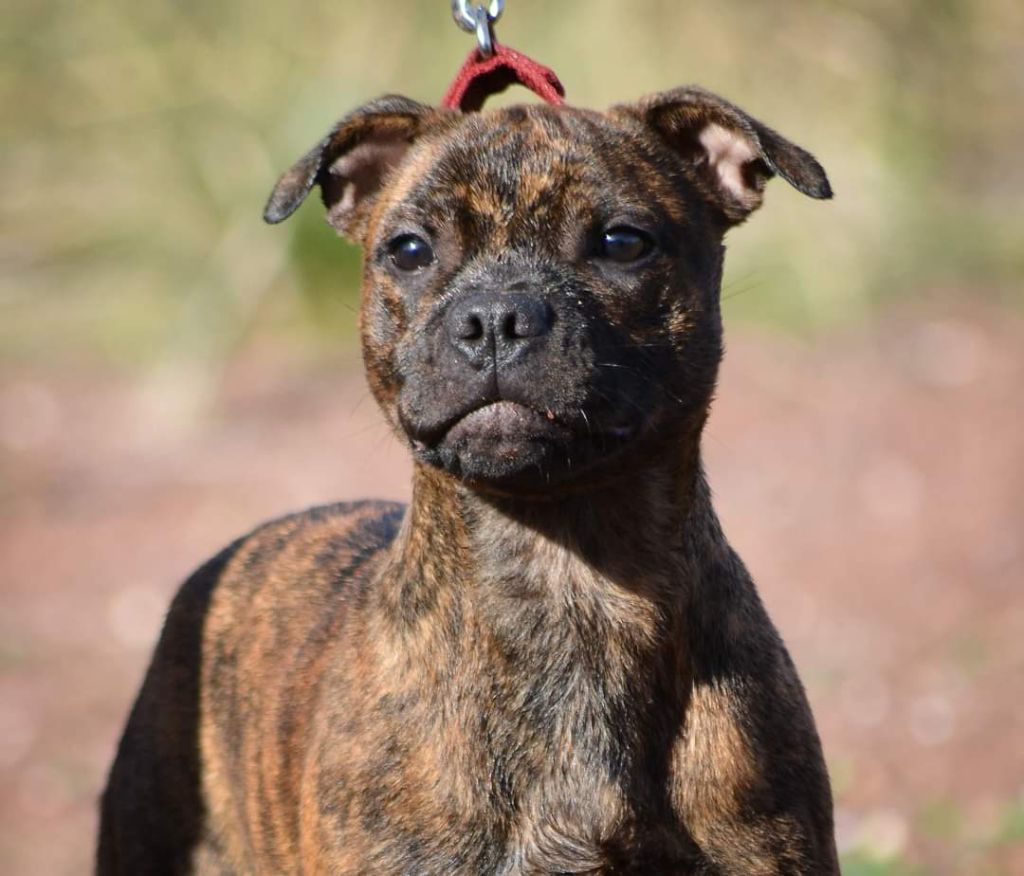 Originale Winds Of Stafford - Chiot disponible  - Staffordshire Bull Terrier