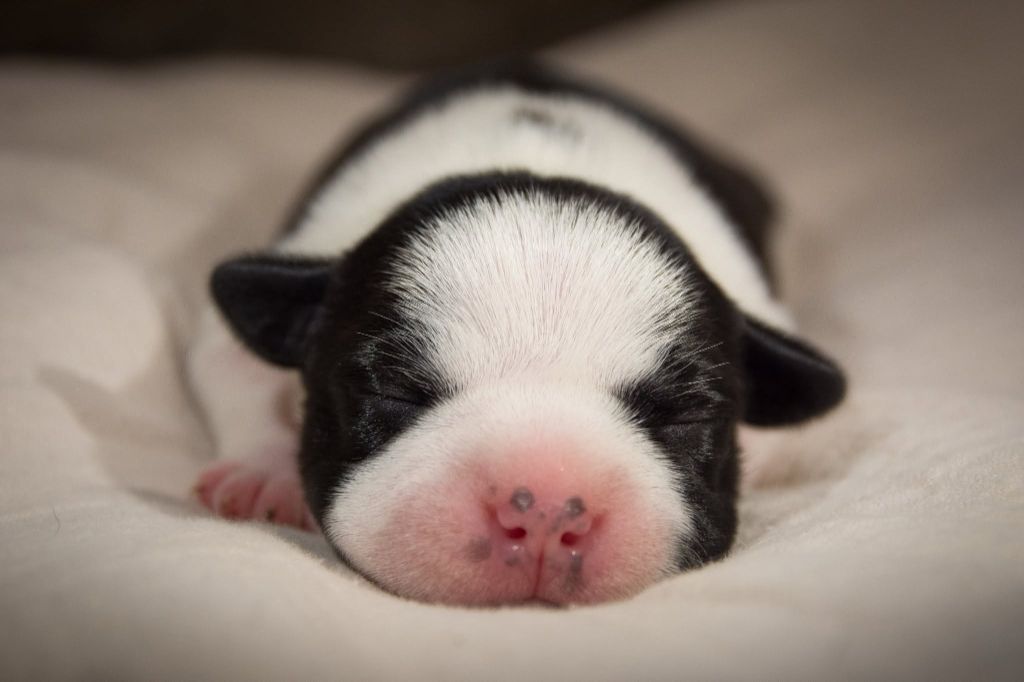 Originale Winds Of Stafford - Chiots disponibles - Staffordshire Bull Terrier