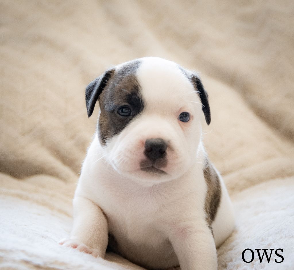 Originale Winds Of Stafford - Chiots disponibles - Staffordshire Bull Terrier