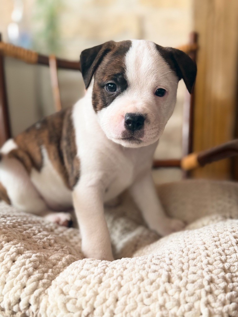 Originale Winds Of Stafford - Chiots disponibles - Staffordshire Bull Terrier