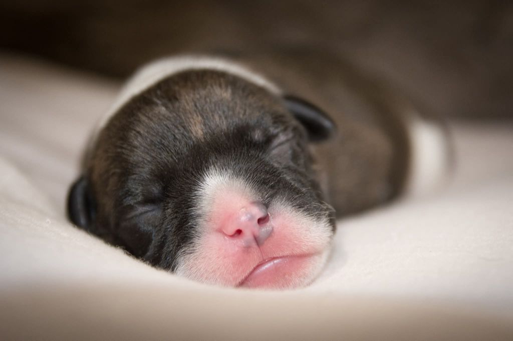 Originale Winds Of Stafford - Chiots disponibles - Staffordshire Bull Terrier