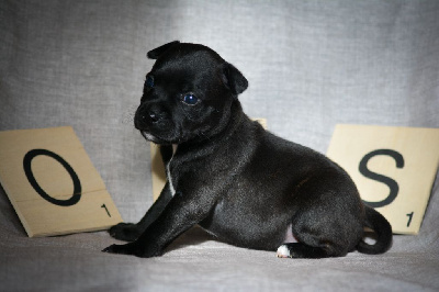 CHIOT 10