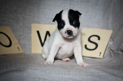 CHIOT 8