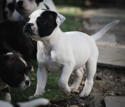 CHIOT 4