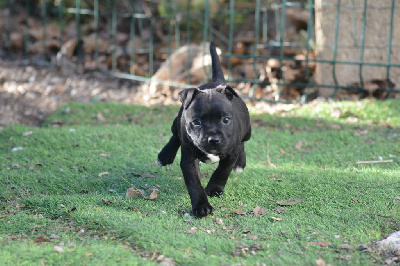 CHIOT 3