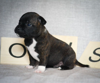 CHIOT 1