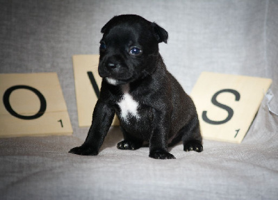 CHIOT 7
