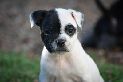 CHIOT 11