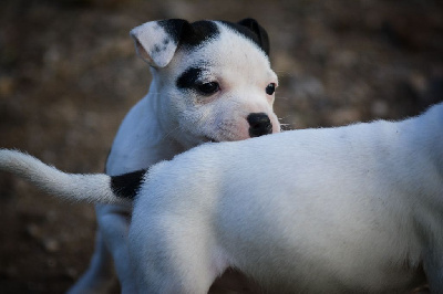 CHIOT 9
