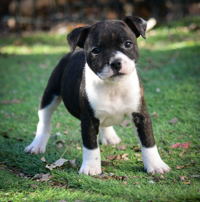 CHIOT 6