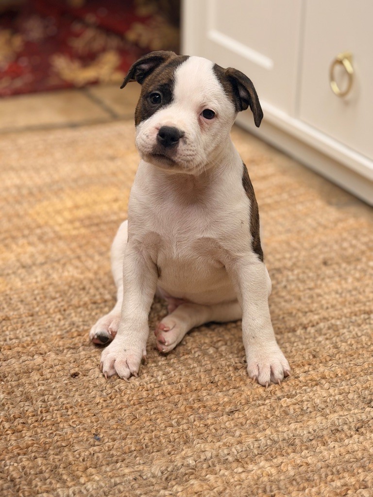 Originale Winds Of Stafford - Chiots disponibles - Staffordshire Bull Terrier