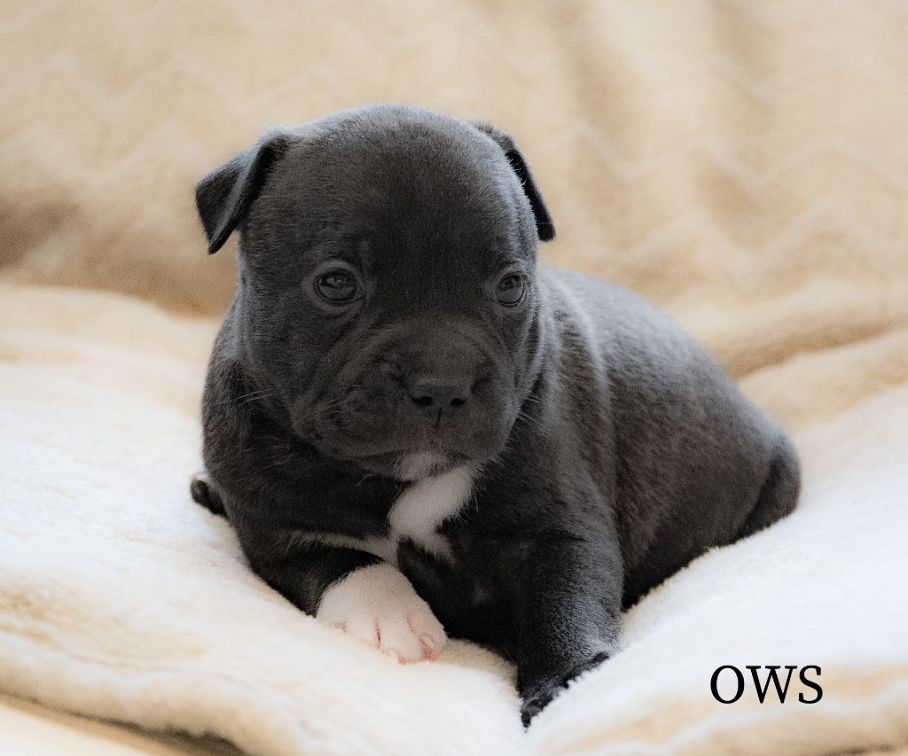 Originale Winds Of Stafford - Chiots disponibles - Staffordshire Bull Terrier