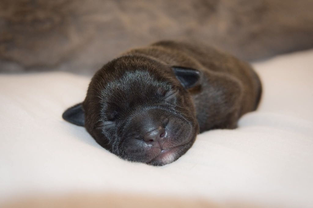 Originale Winds Of Stafford - Chiots disponibles - Staffordshire Bull Terrier